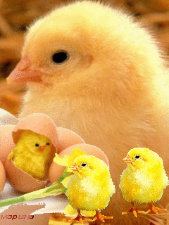 gif 1.gif