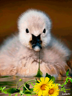 gif 8.gif