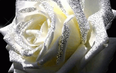 Beyaz Güller..