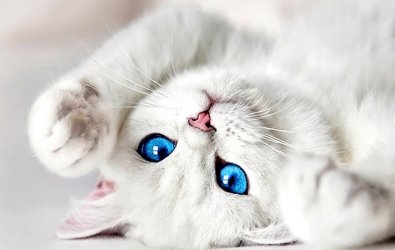 Komik Kedi Resimleri..