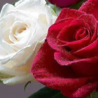 1 (4).webp