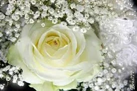 1 (17).webp