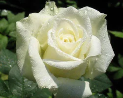 1 (24).webp