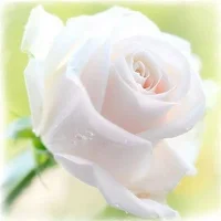 1 (25).webp