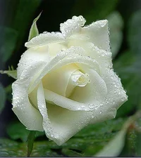 1 (26).webp