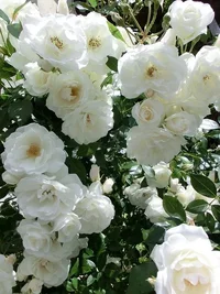 1 (49).webp