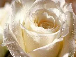 1 (55).webp