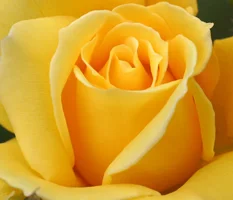 1 (6).webp