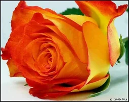 1 (7).webp
