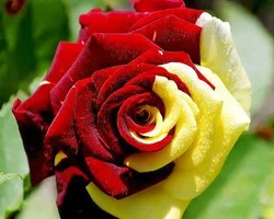 1 (8).webp