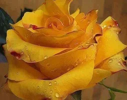 1 (11).webp