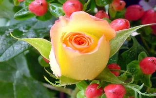 1 (12).webp