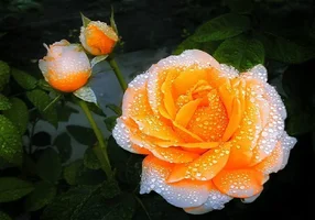 1 (14).webp