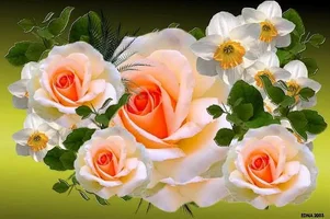 1 (15).webp