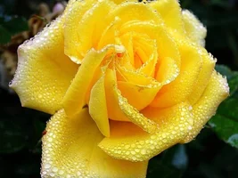1 (24).webp