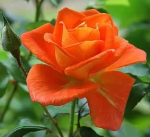 1 (26).webp
