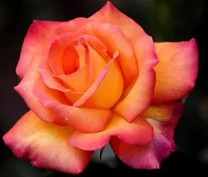 1 (27).webp