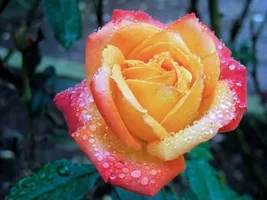 1 (30).webp