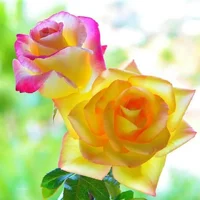1 (31).webp