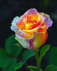 1 (32).webp