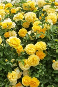 1 (37).webp