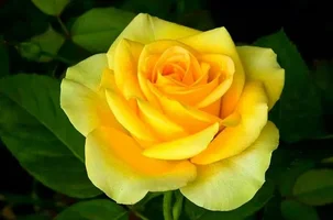 1 (38).webp