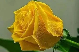 1 (39).webp