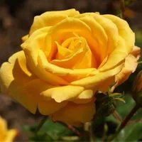 1 (40).webp