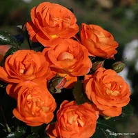 1 (43).webp