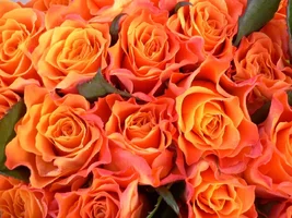 1 (44).webp