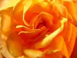 1 (46).webp