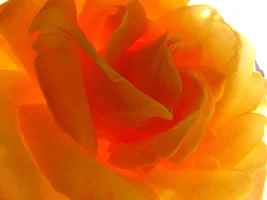 1 (47).webp