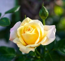 1 (50).webp