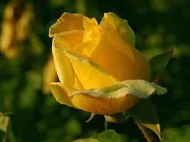 1 (52).webp