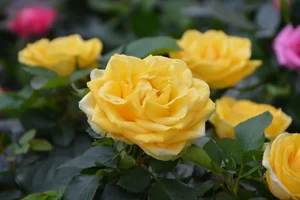 1 (53).webp