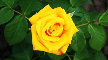 1 (54).webp