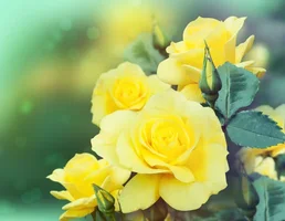 1 (55).webp