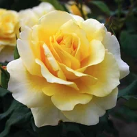 1 (56).webp