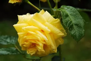 1 (58).webp