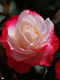 1 (1).gif