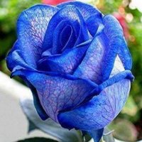 1 (12).jpg
