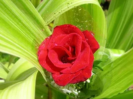 1 (5).webp