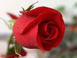 1 (7).webp