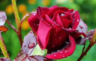 1 (8).webp