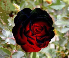 1 (9).webp