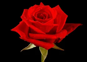 1 (10).webp