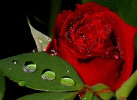 1 (11).webp