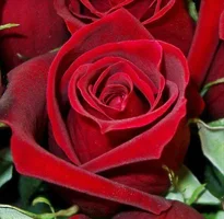 1 (12).webp