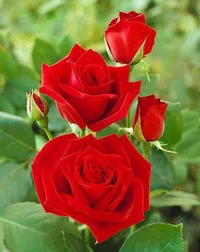 1 (13).webp