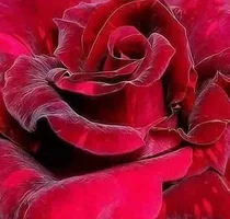 1 (14).webp